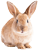 foto_rabbit-farver.png